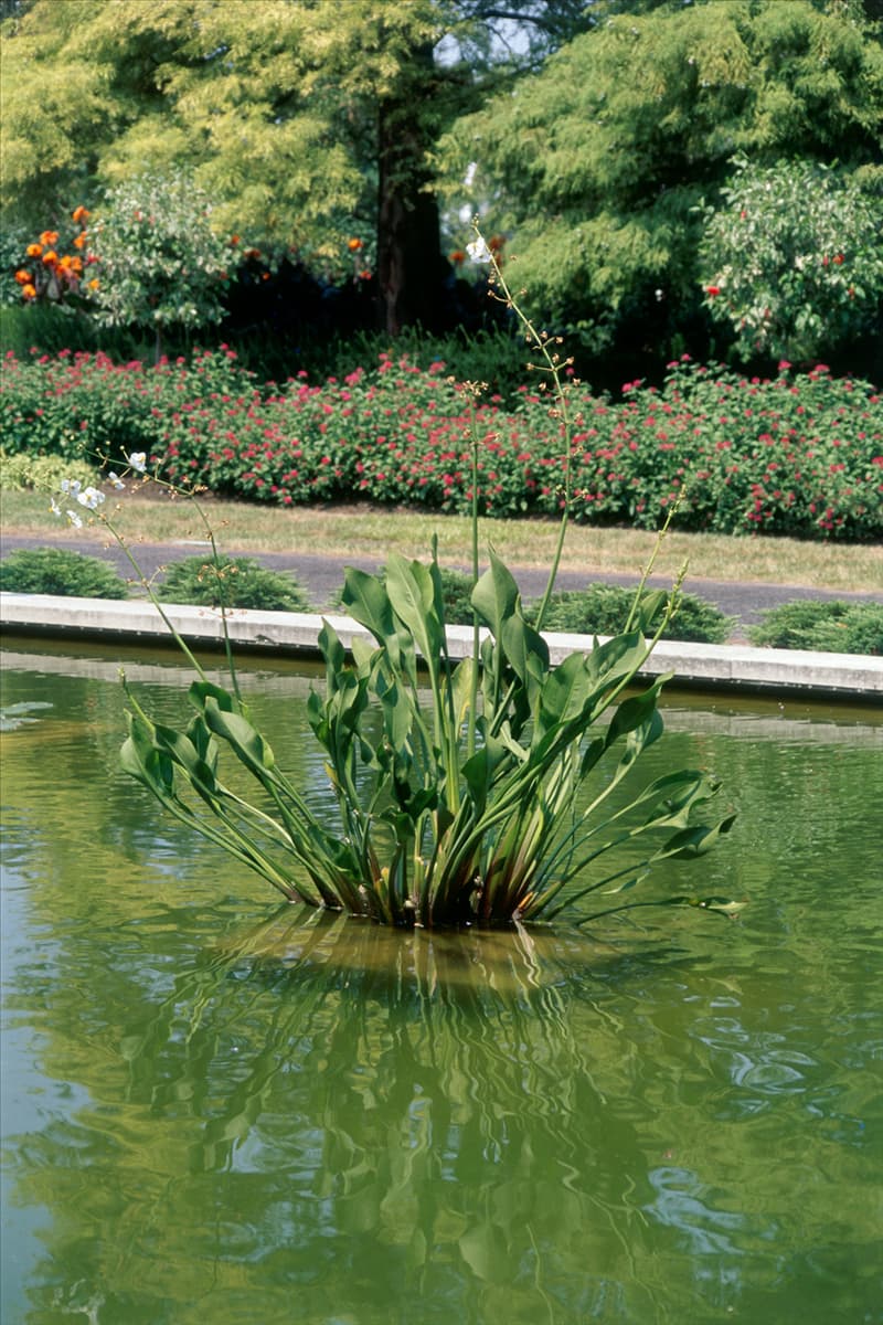 Hottonia_palustris