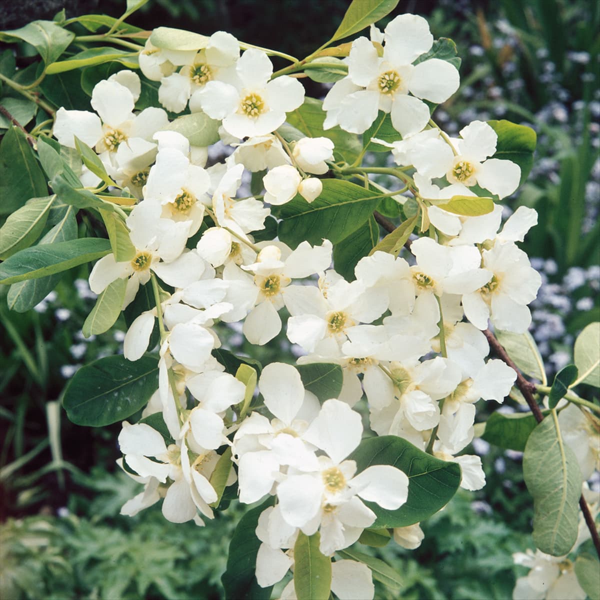 Exochorda racemosa