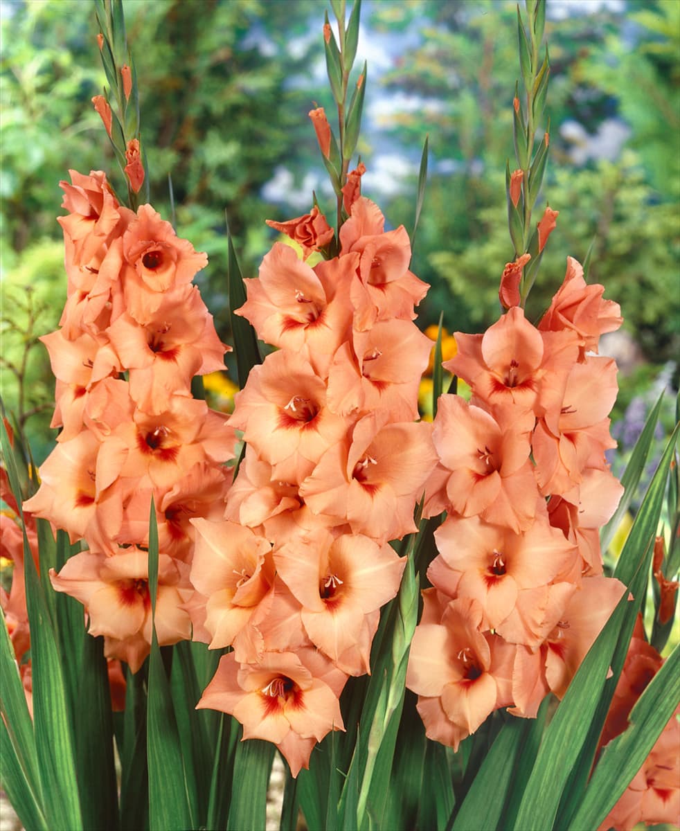 Gladiolus Peter Pears