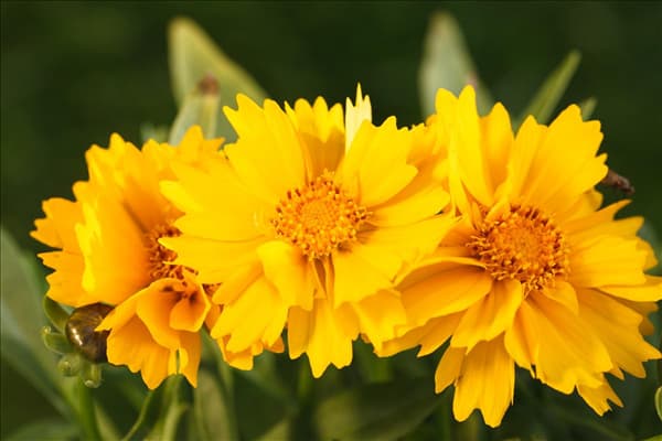 Coreopsis