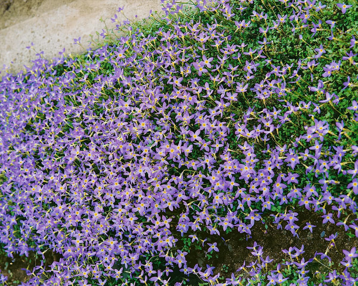 Houstonia caerulea