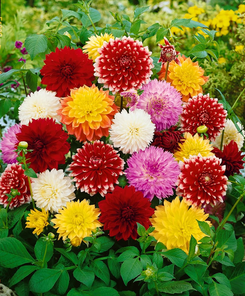Dahlia Dekorativ Fubuki Mischung