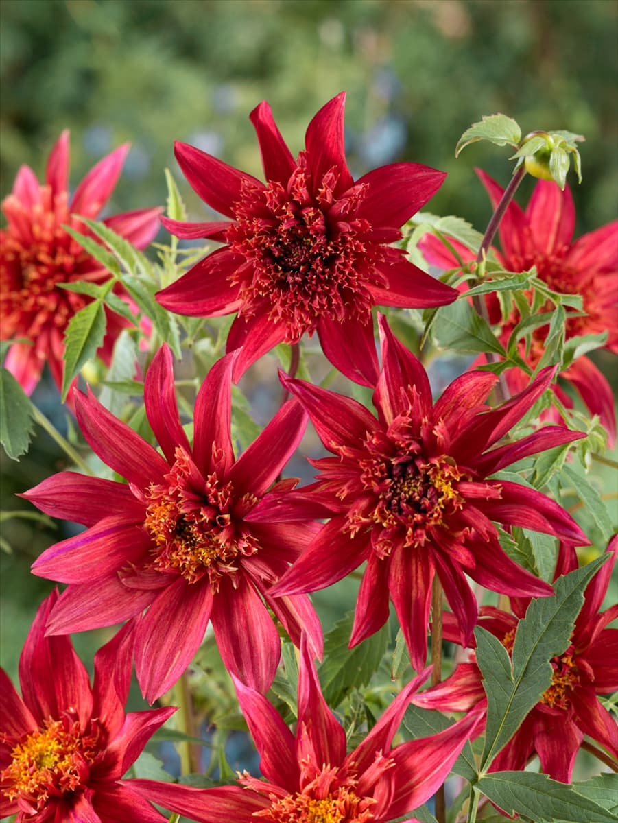 Dahlia anemon Jive