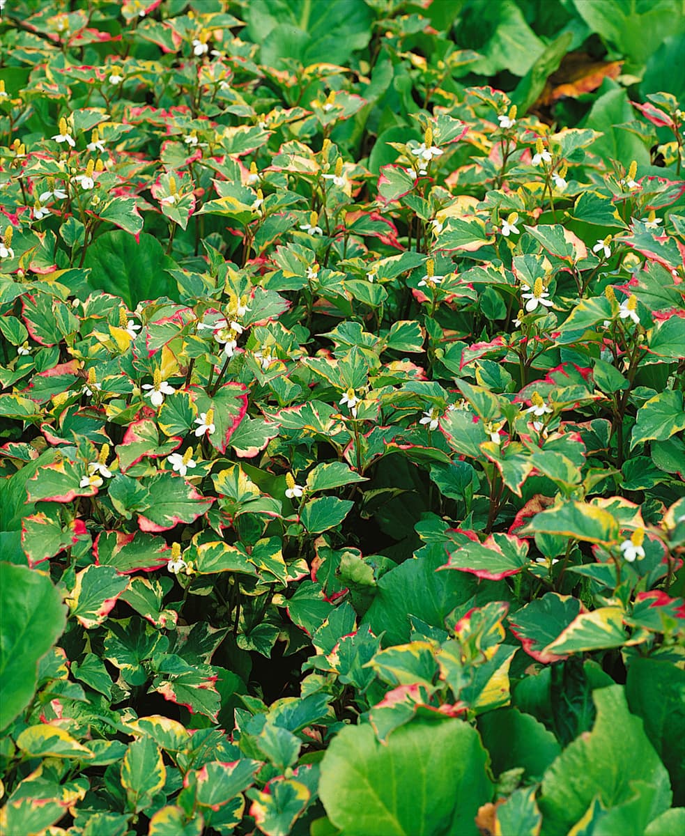 Houttuynia cordata Chameleon