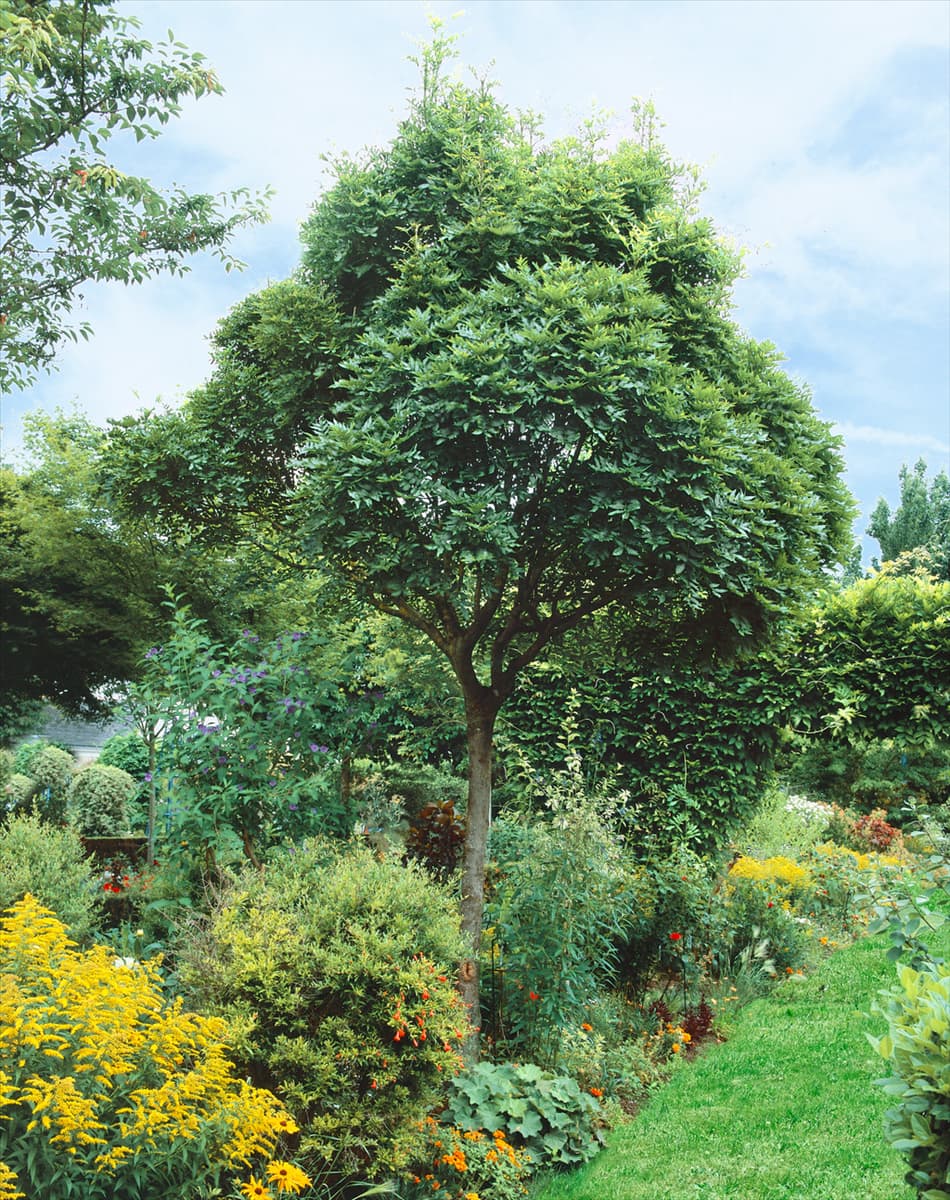 Fraxinus excelsior Globosa