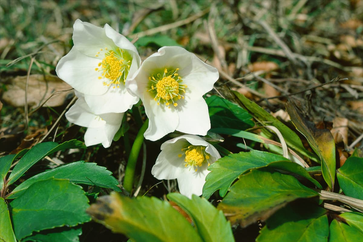 Helleborus niger