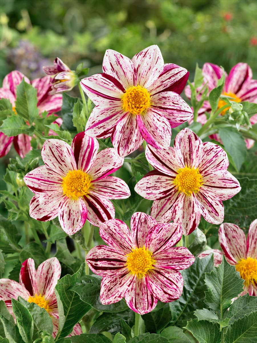 Dahlia mignon Lucky Love