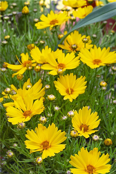 Coreopsis 'Citrine'