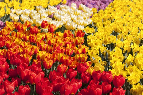 Tulipa