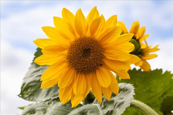 Helianthus annuus