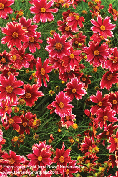 Coreopsis 'Desert Coral'