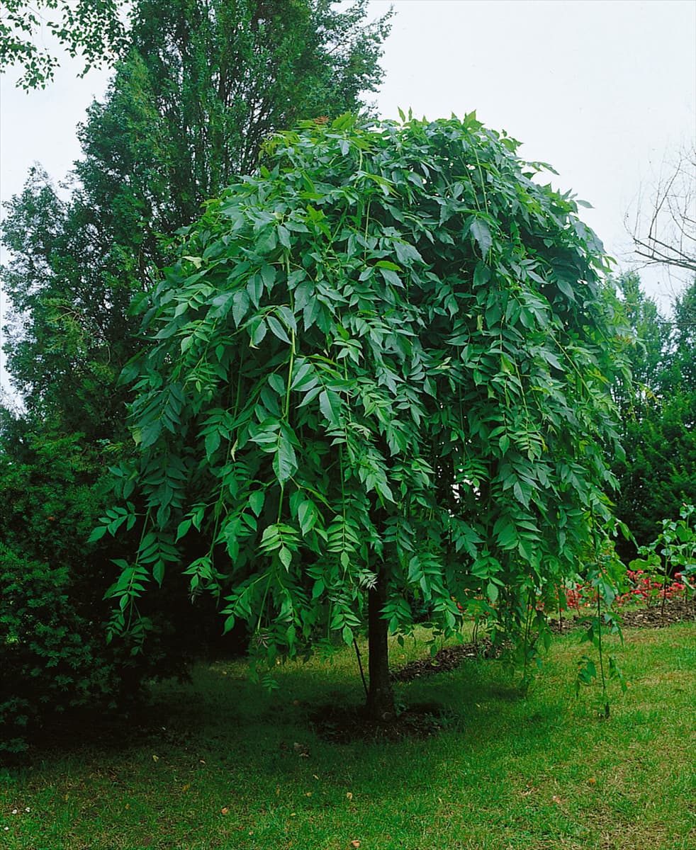 Fraxinus excelsior Pendula