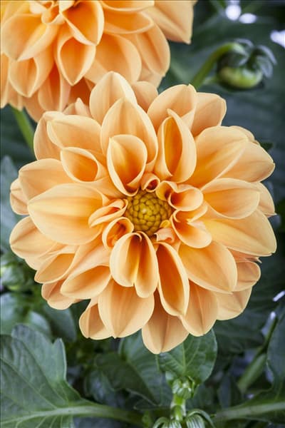 Dahlia