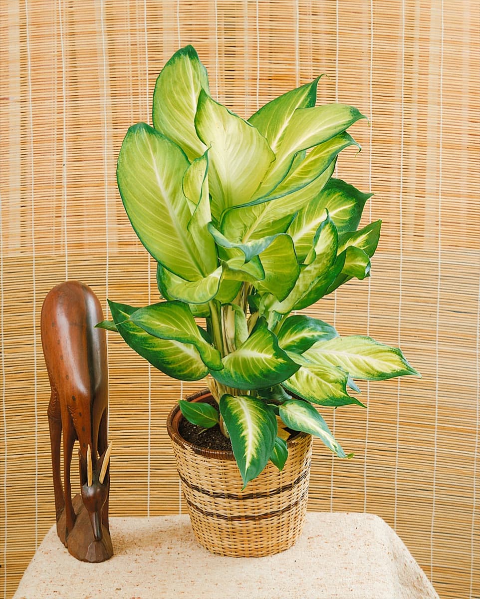 Dieffenbachia Camilla
