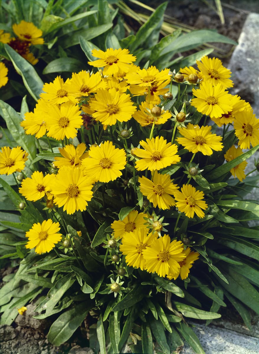 Coreopsis grandiflora Sonnenkind