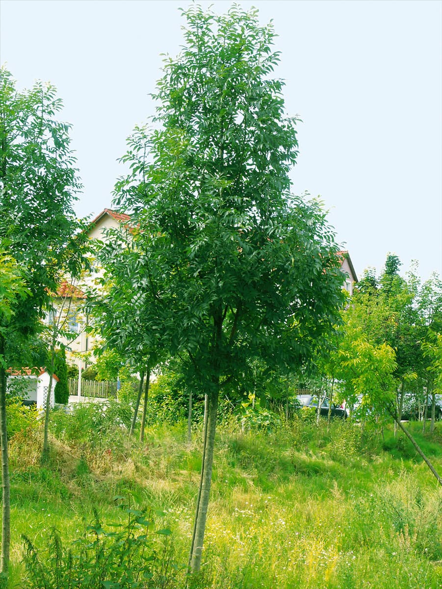 Fraxinus excelsior Westhof's Glorie