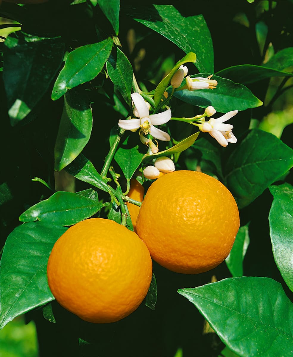 Orange / Citrus sinensis Sanguinello