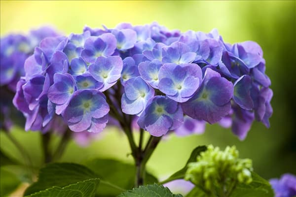 Hydrangea macrophylla