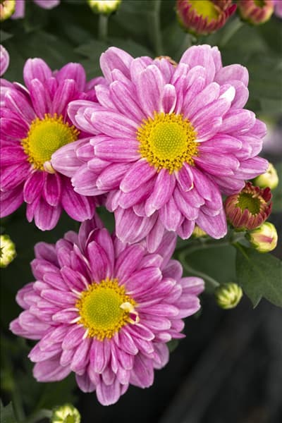 Chrysanthemum multiflora, pink