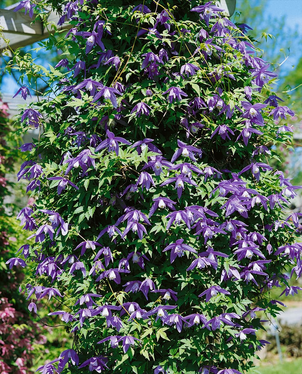 Clematis alpina Frankie