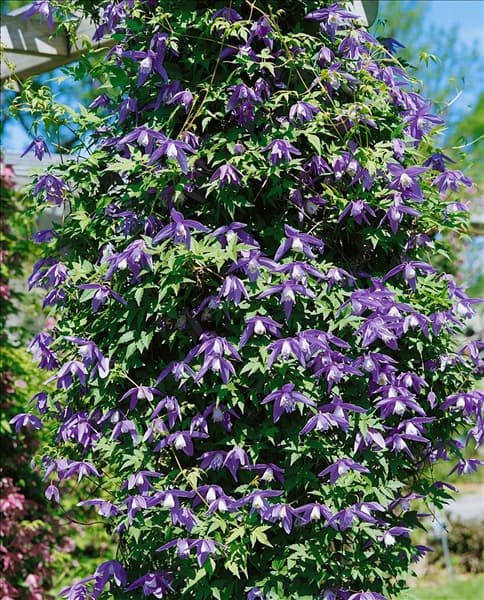 Clematis alpina