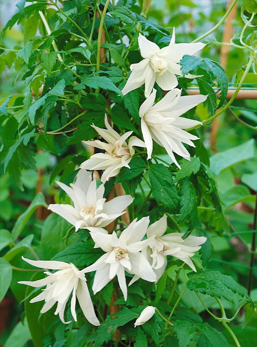 Clematis alpina White Moth