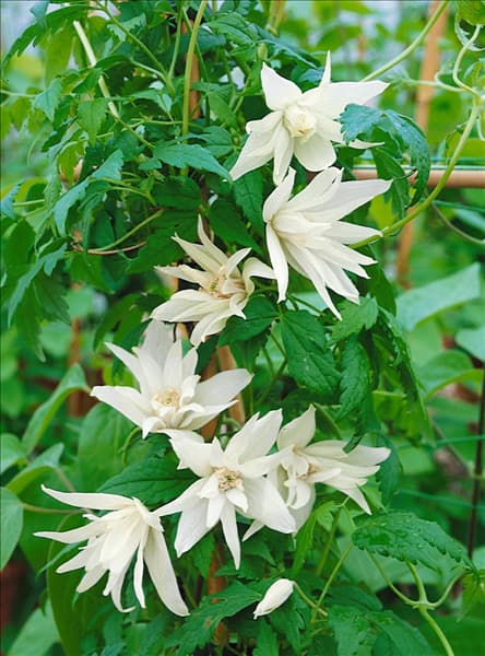 Clematis alpina 'Albiflora'