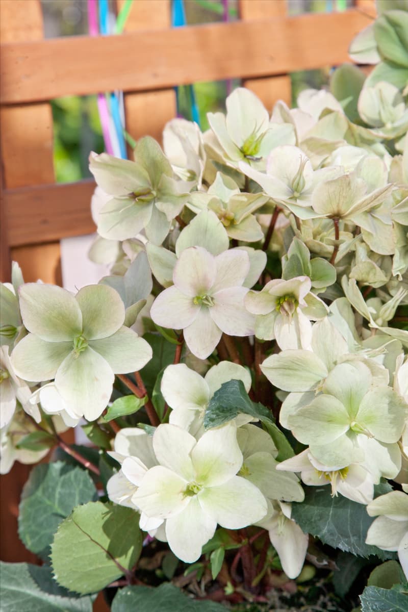 Helleborus Gold Collection ® Champion