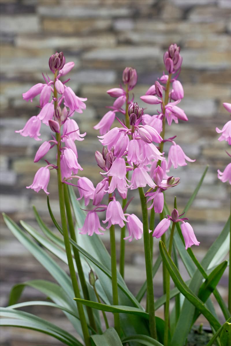 Hyacinthoides hispanica Rose Queen
