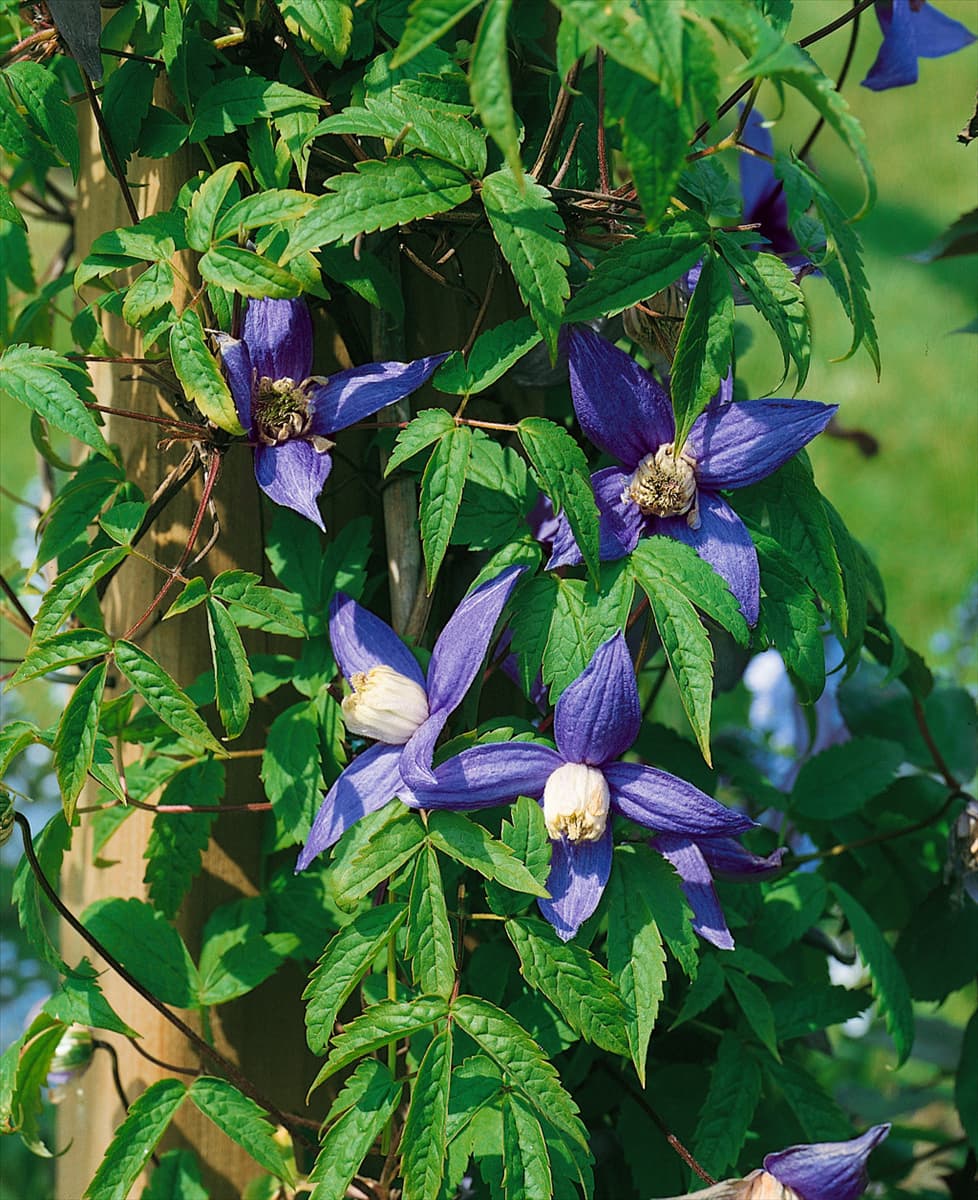 Clematis alpina Columbine