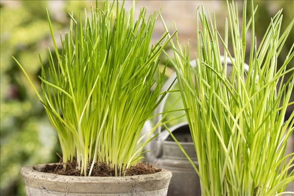 Allium schoenoprasum