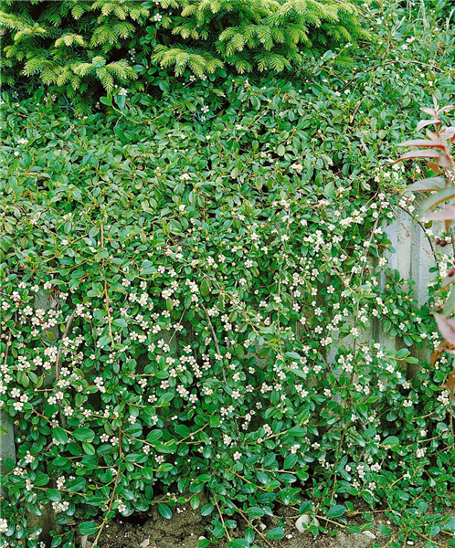 Cotoneaster dammeri radicans