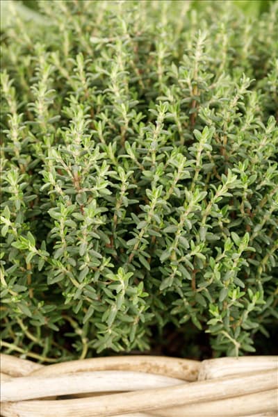 Thymus