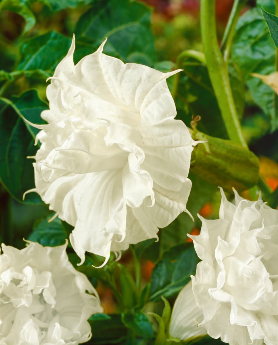 Datura metel Ballerina