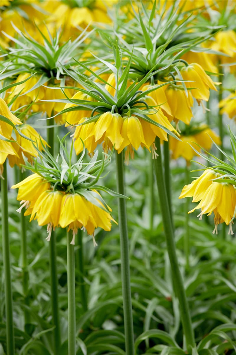 Fritillaria imperialis Maxima Lutea