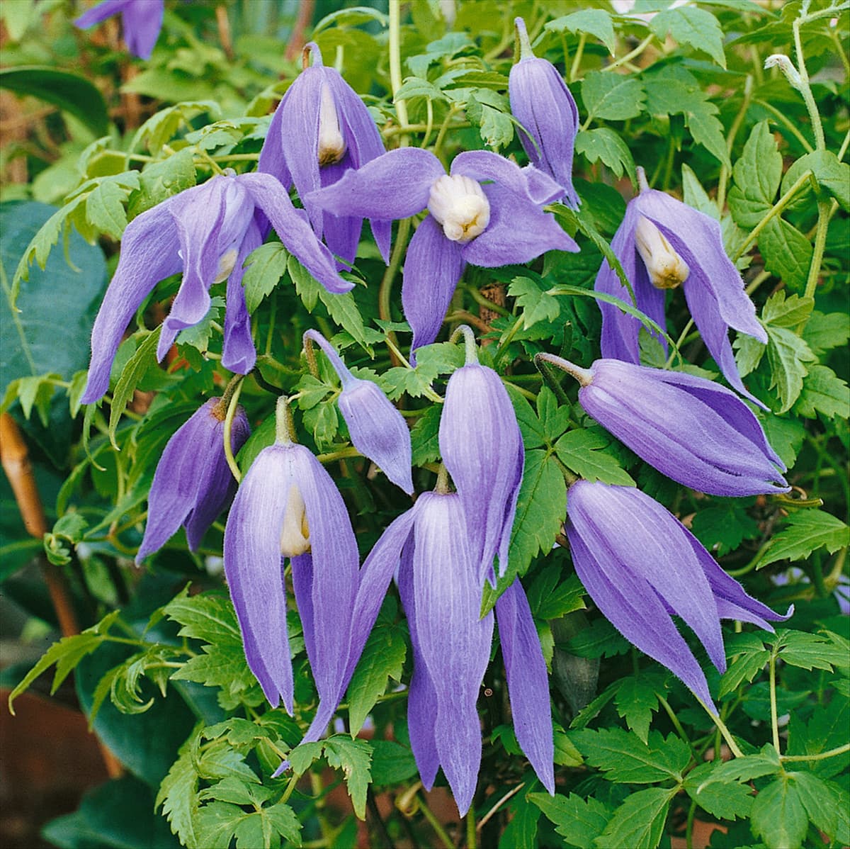 Clematis alpina Francis Rivis