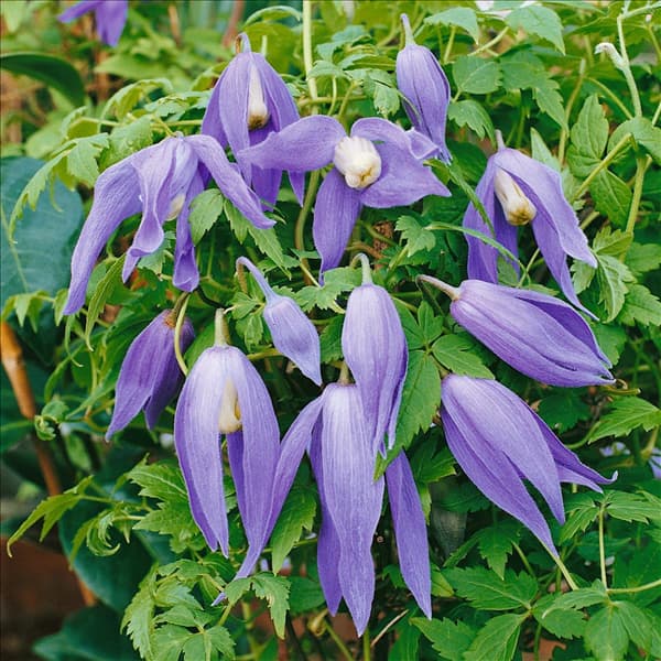 Clematis alpina 'Frances Rivis'