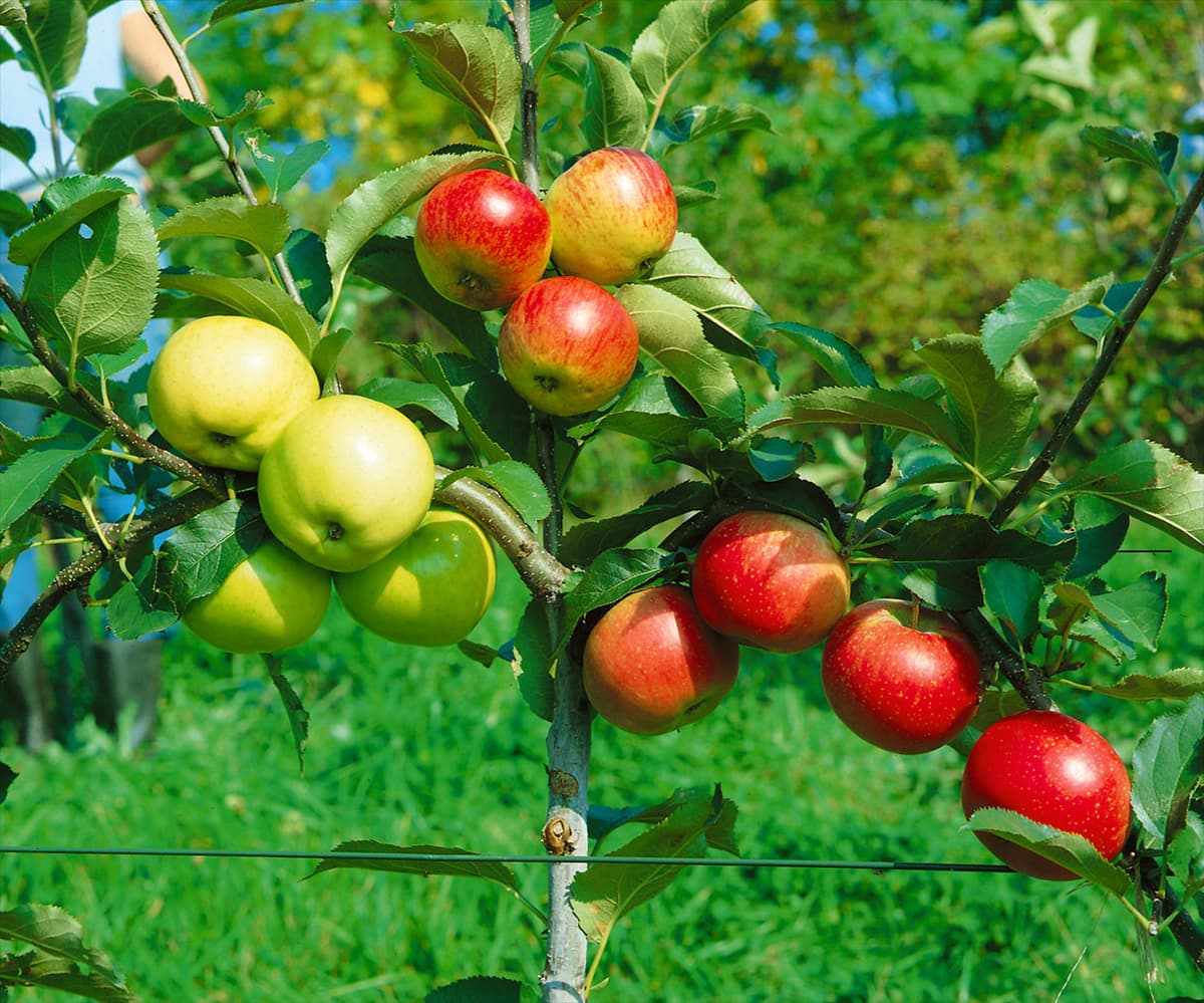 Apfelkombiantion / Malus domestica Weißer Klar, Stark Earliest, Discovery
