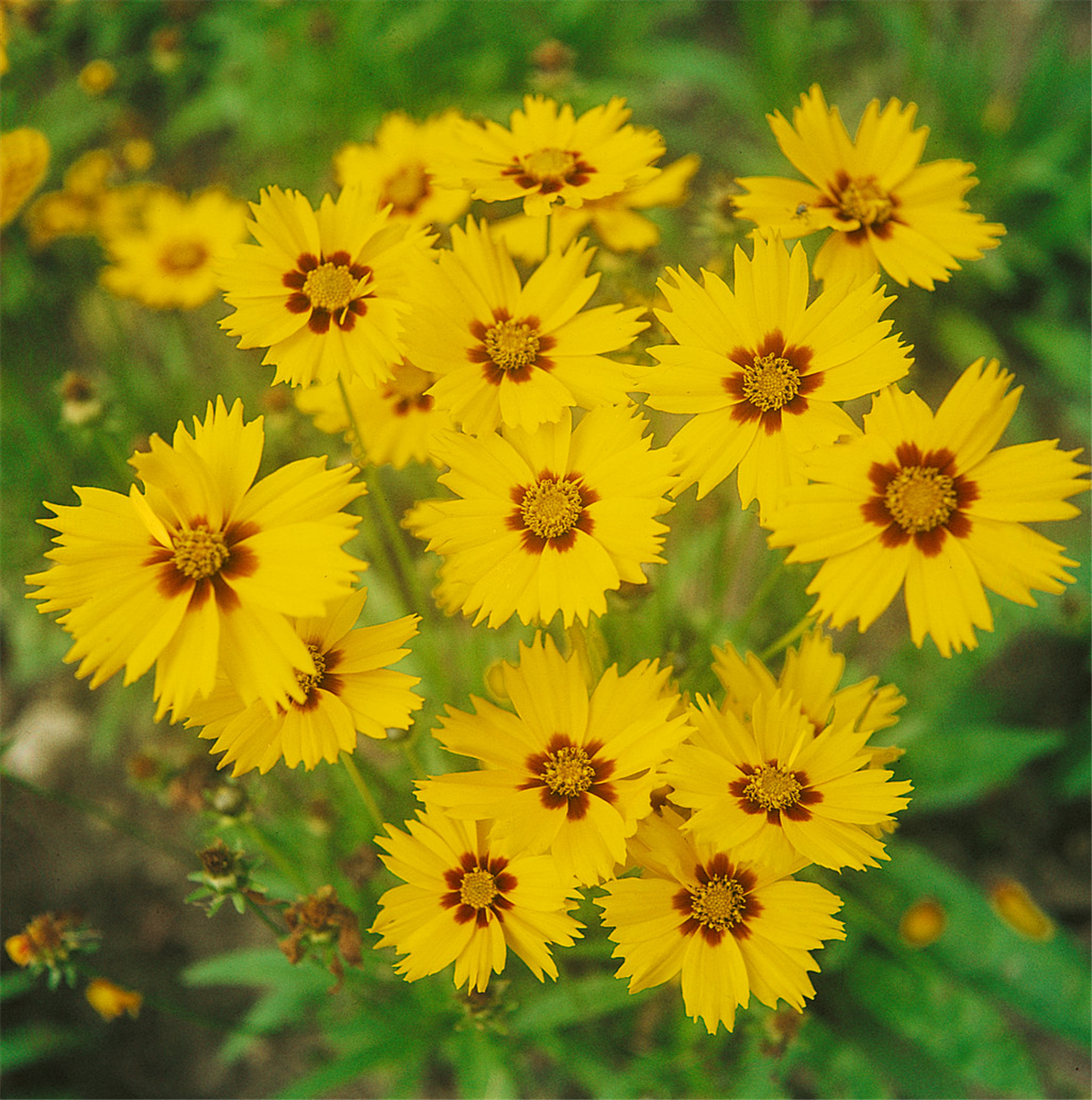 Coreopsis lanceolata Walter
