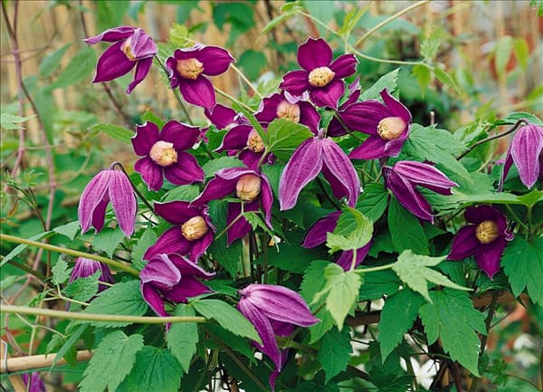 Clematis alpina 'Octopus'(s)
