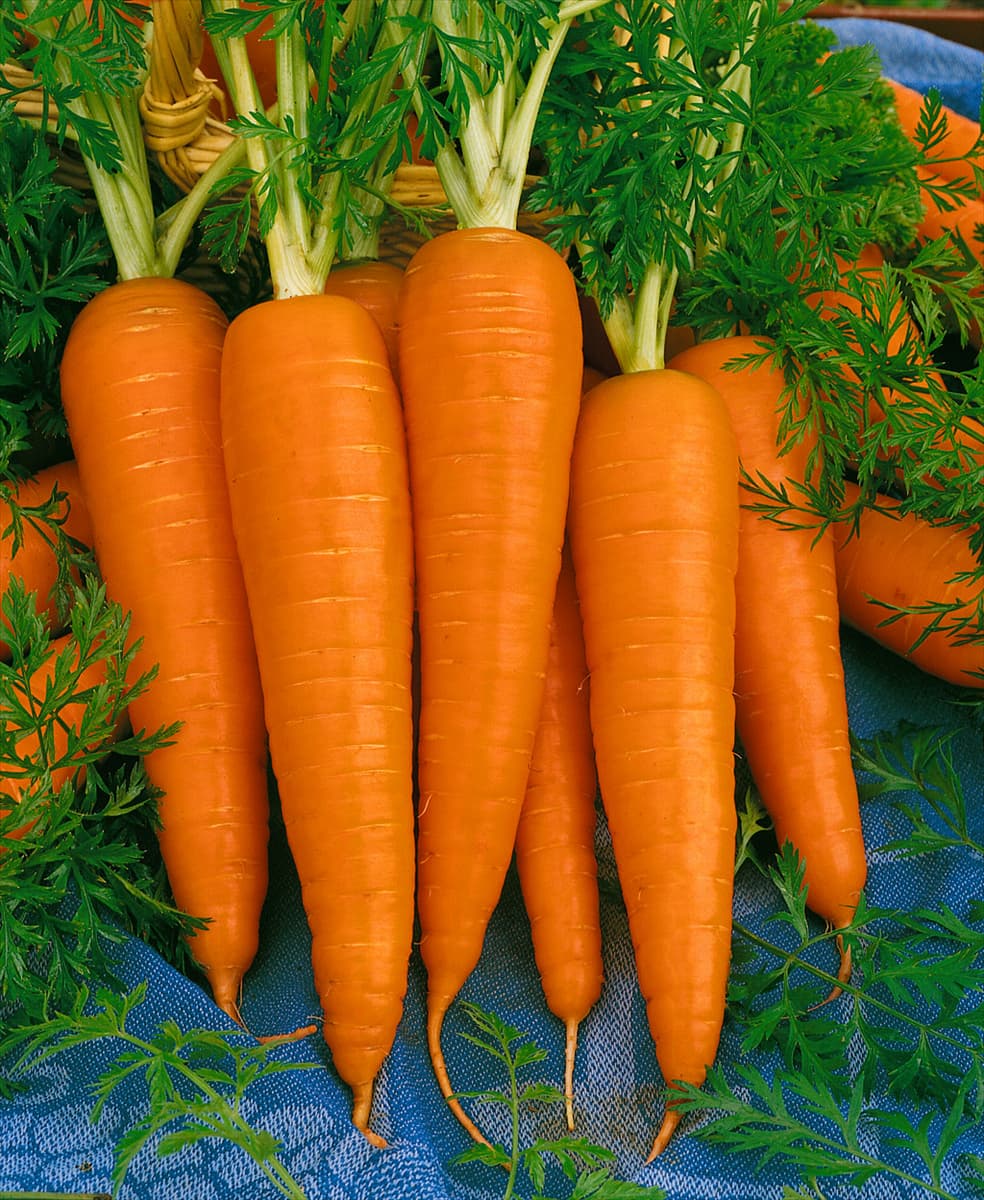Daucus carota