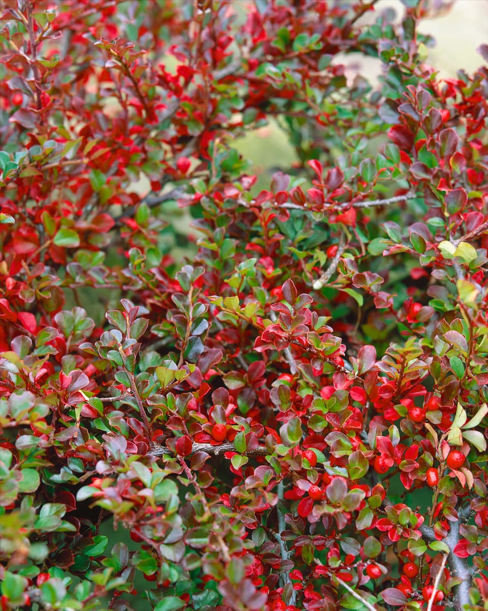 COTONEASTER HORIZONTALIS