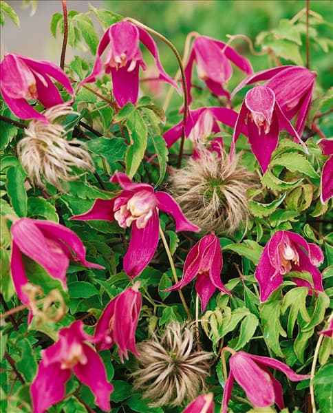 Clematis alpina 'Ruby'