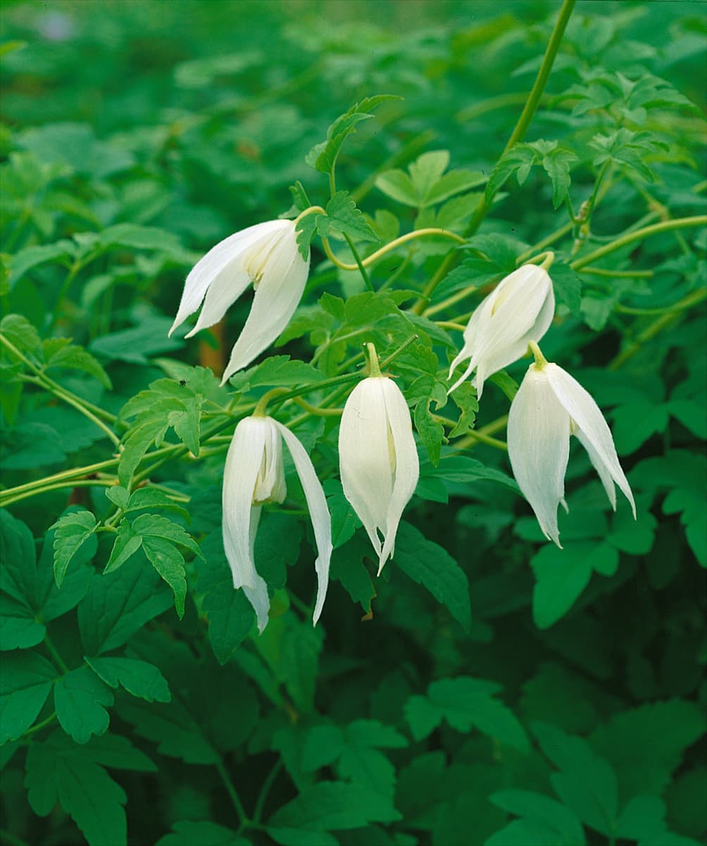 Clematis alpina White Columbine