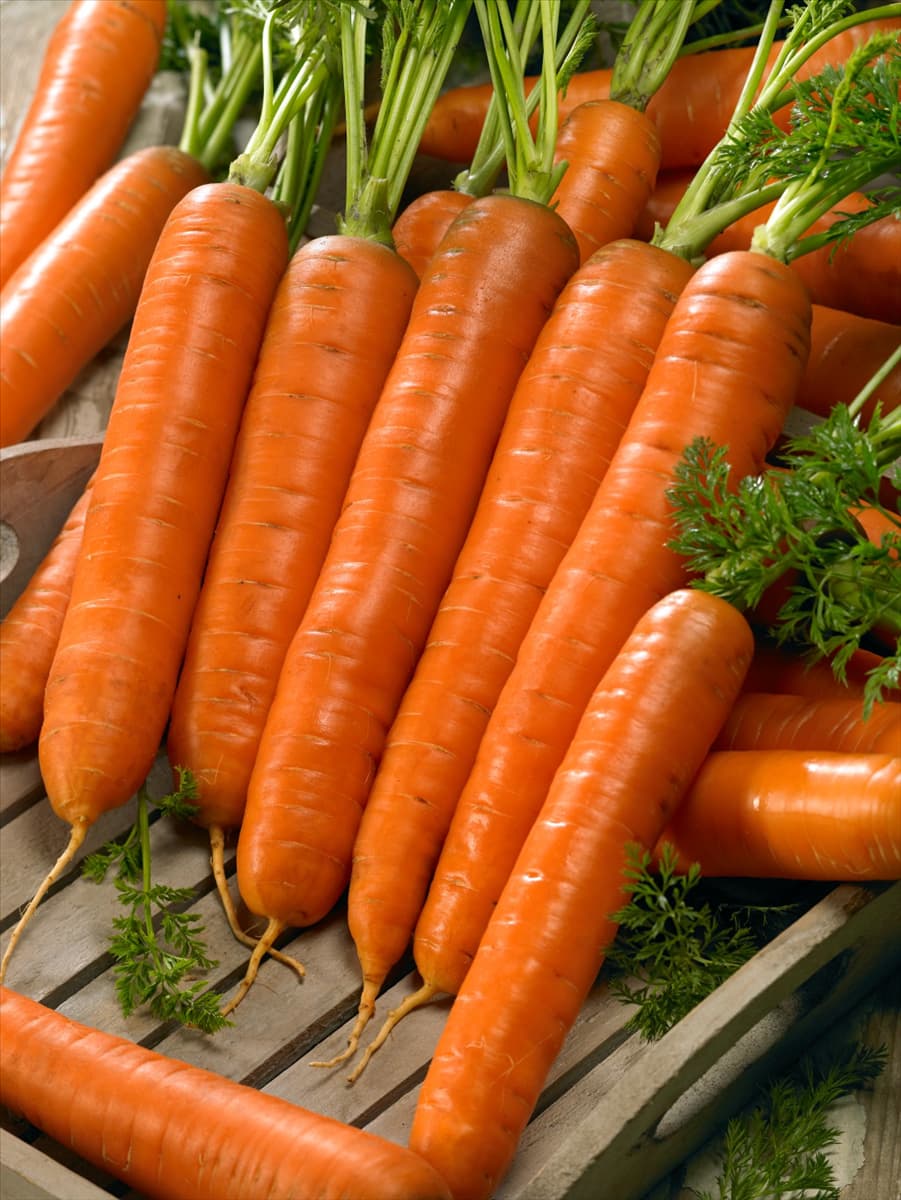 Daucus carota Darina