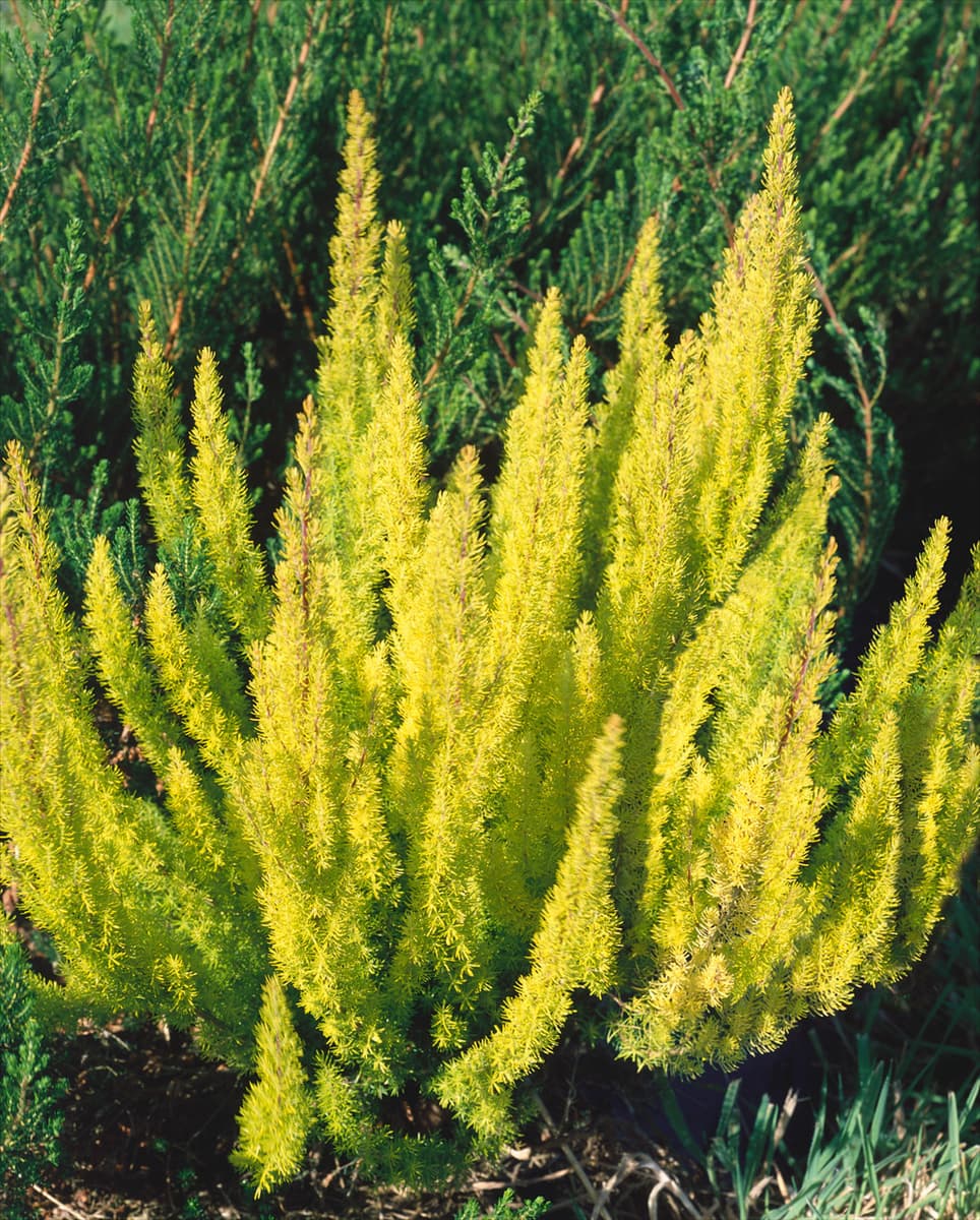 Erica arborea Albert's Gold