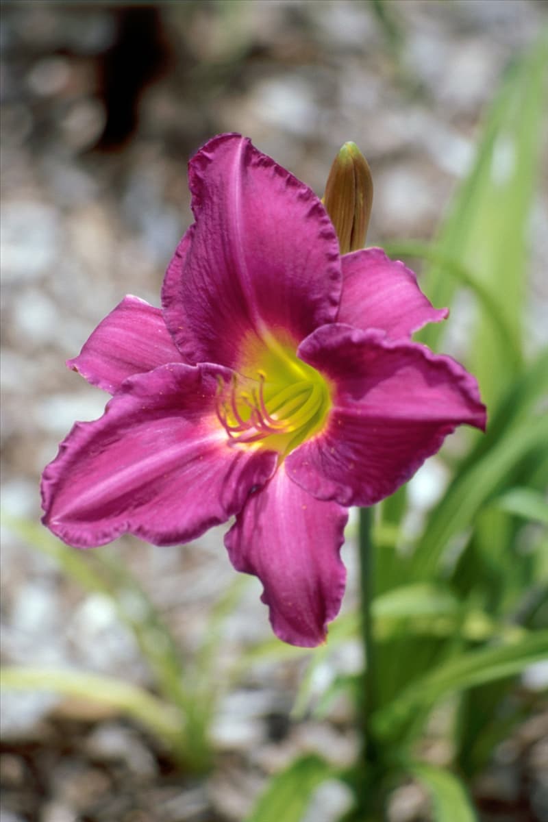Hemerocallis Barbary Corsair