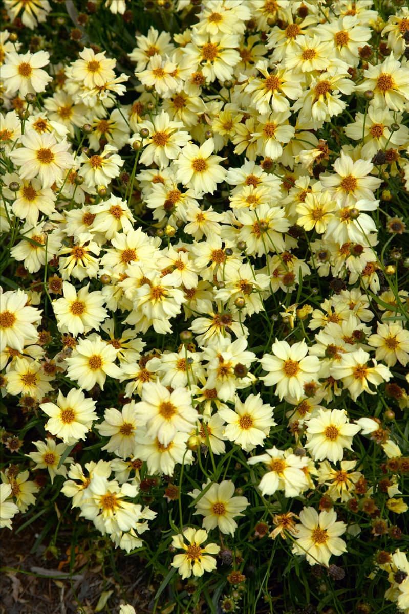Coreopsis Pinwheel
