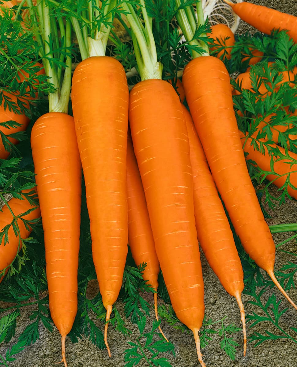 Daucus carota