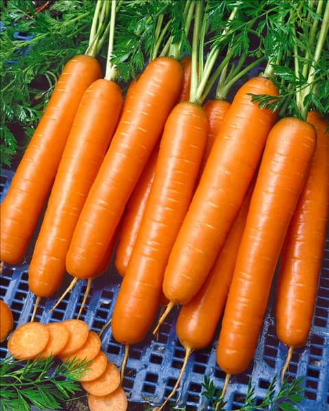 Daucus carota var. sativus 'Narbonne'